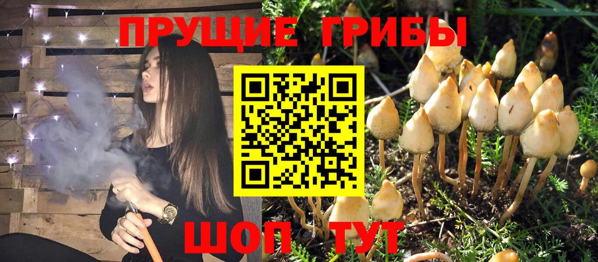 Галлюциногенные грибы Psilocybine cubensis  Галлюциногенные грибы Psilocybine cubensis  Вход с VPN  Борисоглебск 